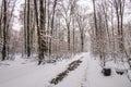Winter landscape in the forest.A beautiful view.Snow is falling.White Christmas in Bucharest Royalty Free Stock Photo
