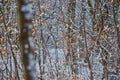 Winter landscape in the forest. Winter in the forest. Closeup of snowy trees in the winter. Sunshine in a winter forest Royalty Free Stock Photo