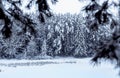 Winter landscape in forest with fir trees and snow. Snowscape view with branches on foreground