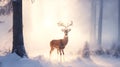 Winter landscape with a forest in the fog in the morning during sunrise and a deer in the meadow Royalty Free Stock Photo