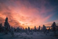 Winter scene. Snowscape. Forest, sunset, trees.