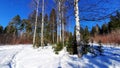 Winter landscape in the forest. Park in winter in February. Birch, pine, spruce, fir and paths in the snow Kirov Park Izhevsk.