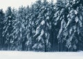 Winter landscape forest, pine trees covered with snow Royalty Free Stock Photo