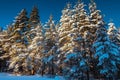 Winter landscape with forest, pine trees, sunrise Royalty Free Stock Photo