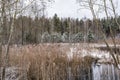 Winter landscape of the forest river. Reflection in the water and reeds in the snow