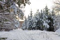 Winter landscape in the forest with skiway Royalty Free Stock Photo