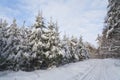 Winter landscape in the forest with skiway Royalty Free Stock Photo