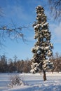 Winter landscape.