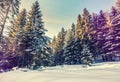 Winter landscape in the forest. Sunlight sparkling in the snow. Wonderful Alpine Highlands in Sunny Day. Retro style. Instagram