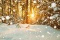 Winter landscape with forest and sunset Royalty Free Stock Photo