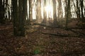 Winter landscape - Forest with sunset in winter time while snowing Royalty Free Stock Photo