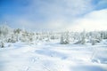 Winter landscape with the forest and traces of a hare on snow Royalty Free Stock Photo