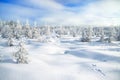 Winter landscape with the forest and traces of a hare on snow