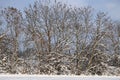 Winter landscape of forests and fields covered with snow