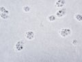 Winter landscape. Fox and cat footprints in the snow. Selective focus Royalty Free Stock Photo
