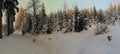 Winter landscape with fresh snow covered spruce trees