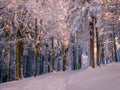 Winter landscape with fresh snow covered trees Royalty Free Stock Photo