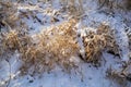 Winter landscape. Fresh snow lies on the dry grass on a Sunny day. The sun is shining from behind the trees Royalty Free Stock Photo