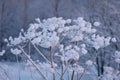 winter landscape, frost on bushes and plant branches, snow caps after a snowfal