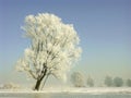 Winter landscape, frost covered trees Royalty Free Stock Photo