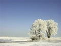 winter landscape, frost covered trees Royalty Free Stock Photo