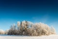 Winter landscape of frost forest, snow in nature. Beautiful seasonal panoramic view. Europe weather nature. Royalty Free Stock Photo