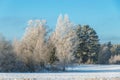 Winter landscape of frost forest, snow in nature. Beautiful seasonal panoramic view. Europe weather nature. Royalty Free Stock Photo
