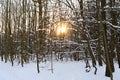 Winter landscape with snow. Frost on branches. Beautiful winter seasonal natural background Royalty Free Stock Photo