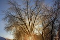 winter landscape of a tree covered with ice on the background of sunrise. frosty wood in snow in the sunny morning. Tranquil Royalty Free Stock Photo