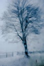 Frosty winter tree