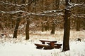 Winter landscape - frosty trees in the forest. Nature covered with snow. Beautiful seasonal natural background. Royalty Free Stock Photo