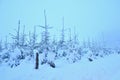 Winter landscape - frosty trees in the forest. Nature covered with snow. Beautiful seasonal natural background Royalty Free Stock Photo