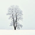 Winter landscape - frosty trees in the forest. Nature covered with snow. Beautiful seasonal natural background. Royalty Free Stock Photo