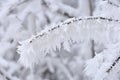 Winter landscape - frosty trees in the forest. Nature covered with snow. Beautiful seasonal natural background. Royalty Free Stock Photo