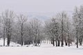 Winter landscape - frosty trees in the forest. Nature covered with snow. Beautiful seasonal natural background. Royalty Free Stock Photo