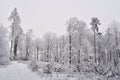 Winter landscape - frosty trees in the forest. Nature covered with snow. Beautiful seasonal natural background. Royalty Free Stock Photo