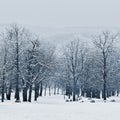 Winter landscape - frosty trees in the forest. Nature covered with snow. Beautiful seasonal natural background. Royalty Free Stock Photo