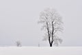 Winter landscape - frosty trees in the forest. Nature covered with snow. Beautiful seasonal natural background. Royalty Free Stock Photo