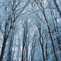 Winter landscape - frosty trees in the forest. Nature covered with snow. Beautiful seasonal natural background. Royalty Free Stock Photo