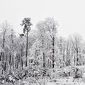 Winter landscape - frosty trees in the forest. Nature covered with snow. Beautiful seasonal natural background. Royalty Free Stock Photo