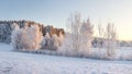 Winter landscape with frosty trees illuminated by warm sunlight. Christmas background. Winter nature. Frosty morning