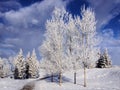 Winter landscape frosty trees