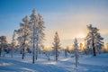 Winter landscape, Frosty trees in snowy forest at sunrise in Lapland Finland
