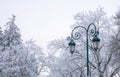 Winter landscape with frosty winter trees and street lights Royalty Free Stock Photo