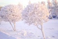 Winter landscape of frosty trees, white snow in city park. Trees covered with snow in Siberia, Irkutsk near lake Baikal. Extremely Royalty Free Stock Photo