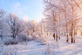 Free Stock Photo 5898 frosty winter landscape | freeimageslive