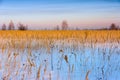 Winter landscape. Frozen field on the background of a group of snowy birches and the beautiful sky sunset Royalty Free Stock Photo