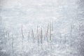 Winter landscape. Frozen lake with little branches sticking out of the ice. Royalty Free Stock Photo