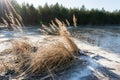 Winter landscape with frozen lake and sunset sky. Dry reed grass on the winter lake at sunset