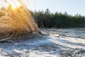 Winter landscape with frozen lake and sunset sky. Dry reed grass on the winter lake at sunset Royalty Free Stock Photo